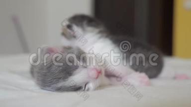有趣的生活方式视频两只宠物可爱的新生小猫睡觉团队在床上。 宠物概念宠物概念。 小猫
